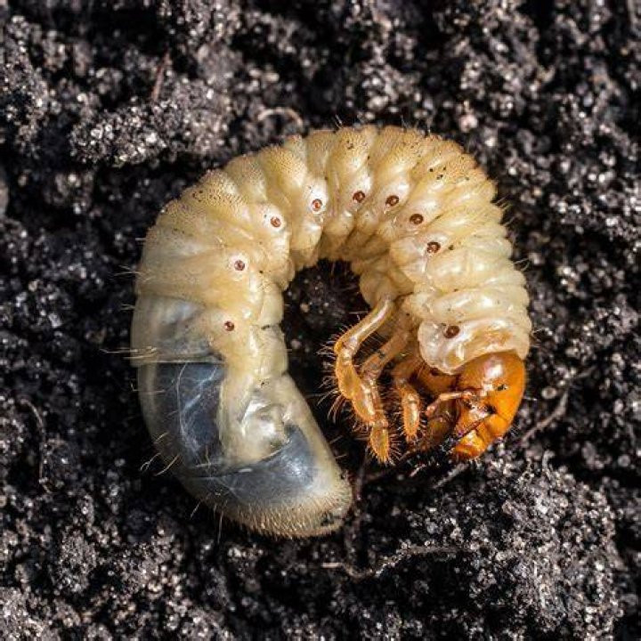 Are beetle grubs harmful