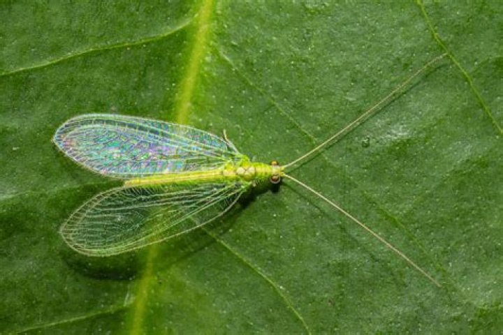 Are green lacewings harmful to humans