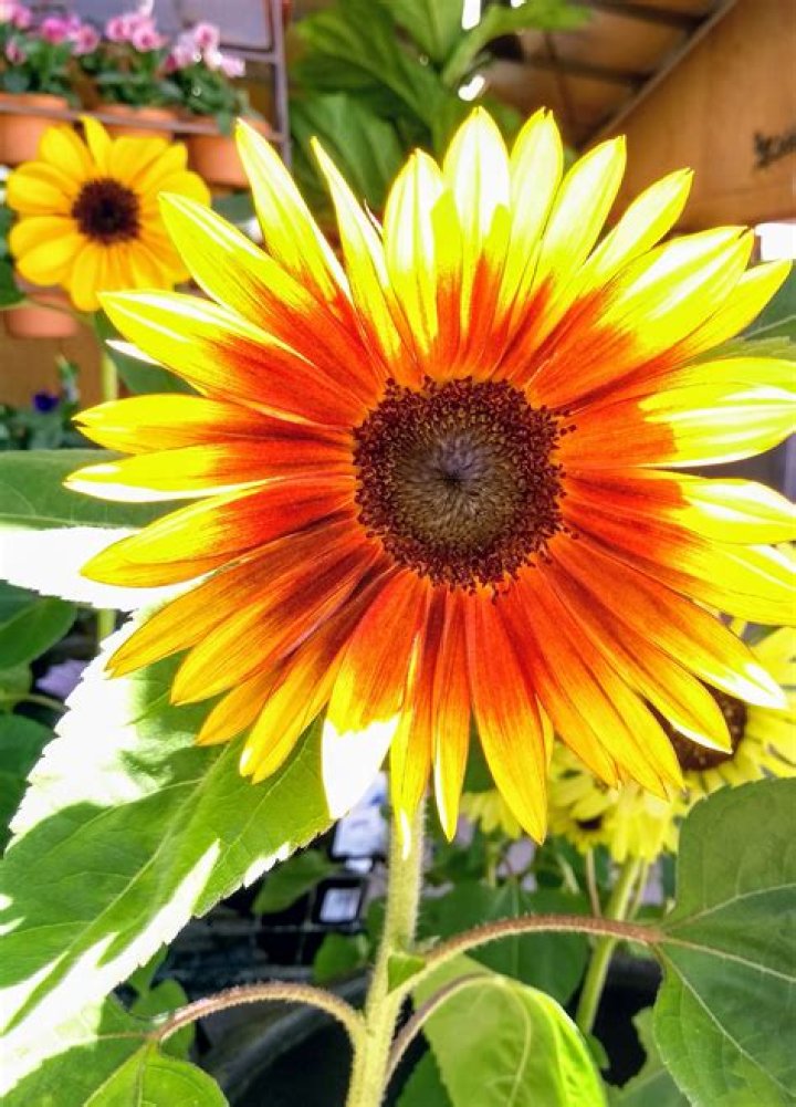 Are sunflower plants annuals or perennials