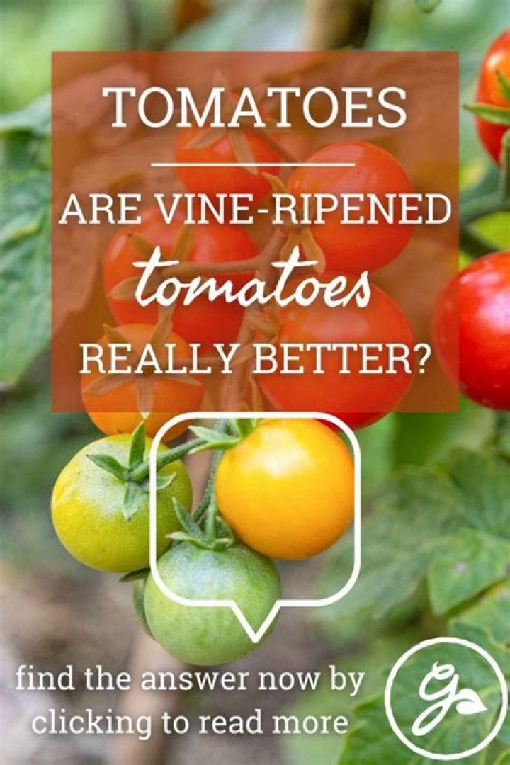 Are tomatoes better ripened on the vine