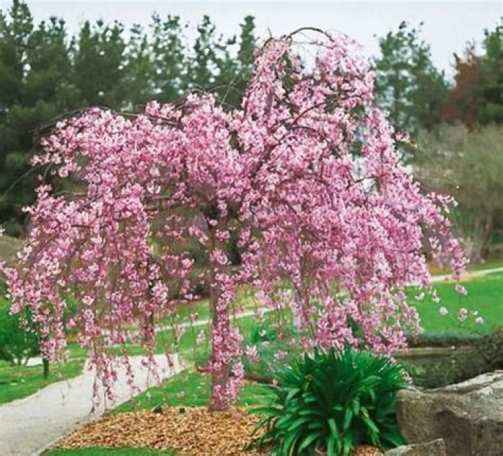 Are weeping cherry trees edible