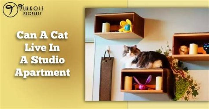 Can a cat live in an apartment