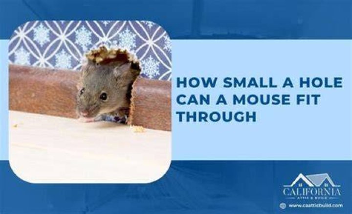 Can a mouse fit through a pencil hole