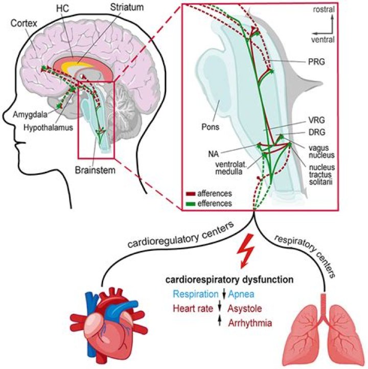 Can Autonomic Dysfunction cause seizures