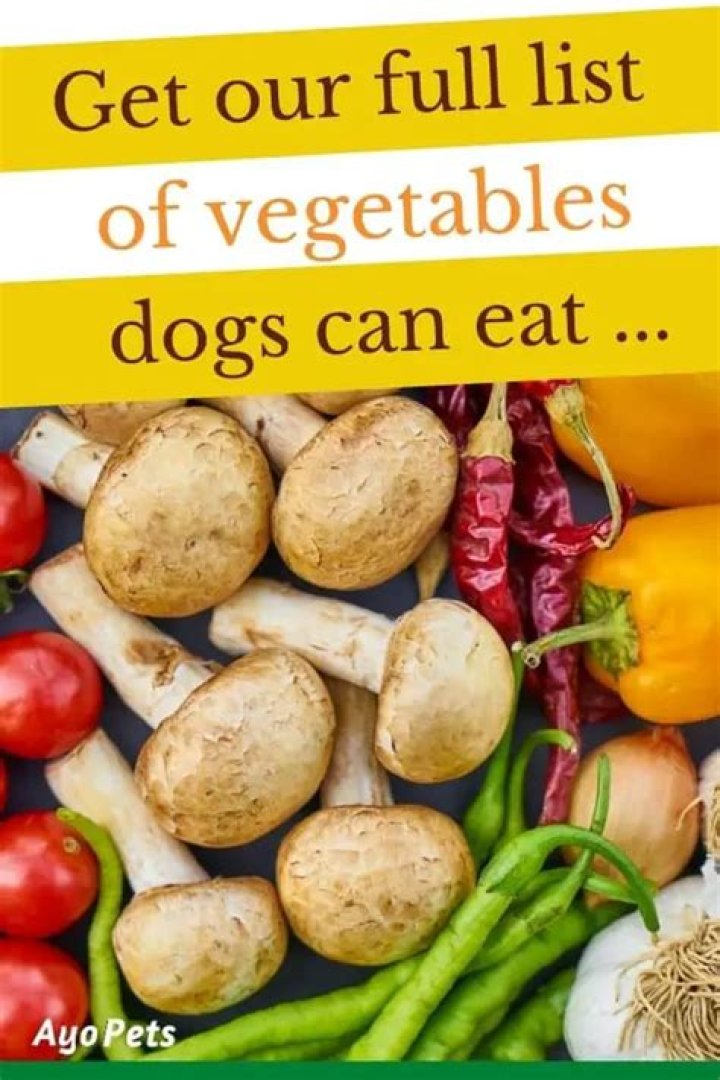 Can dogs eat canned vegetables