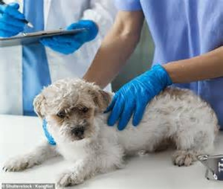 Can you ask vet to put dog down