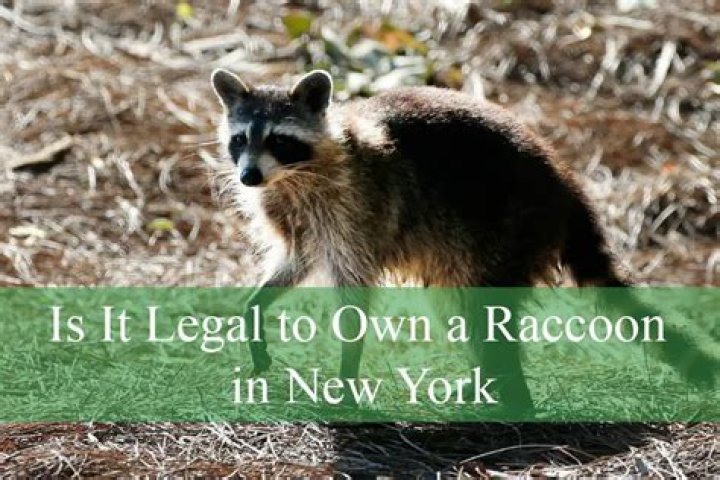 Can you kill a raccoon in New York