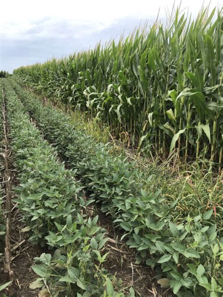 Can you plant soybeans and corn together