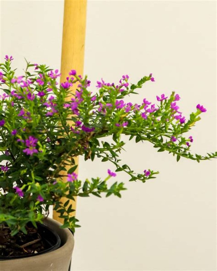Can you prune Mexican heather