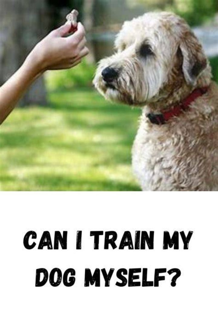 Can you train your dog yourself