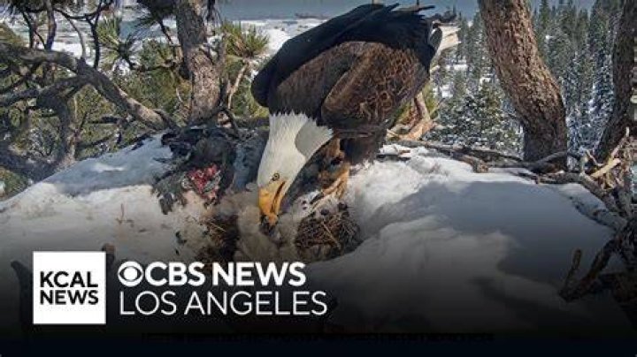 Did one of the Big Bear eaglets die