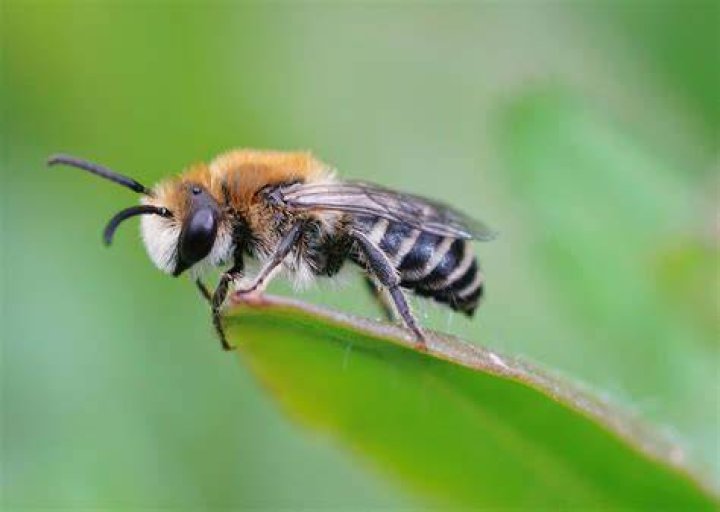 Do bees like azalea