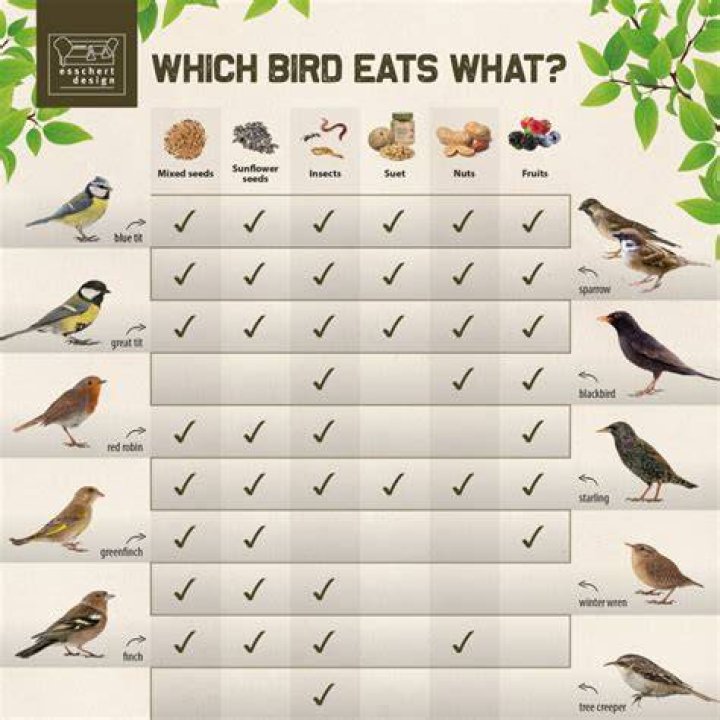 Do birds eat hairy caterpillars