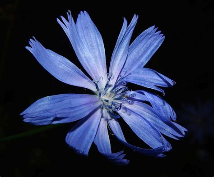 Do chicory flowers close at night