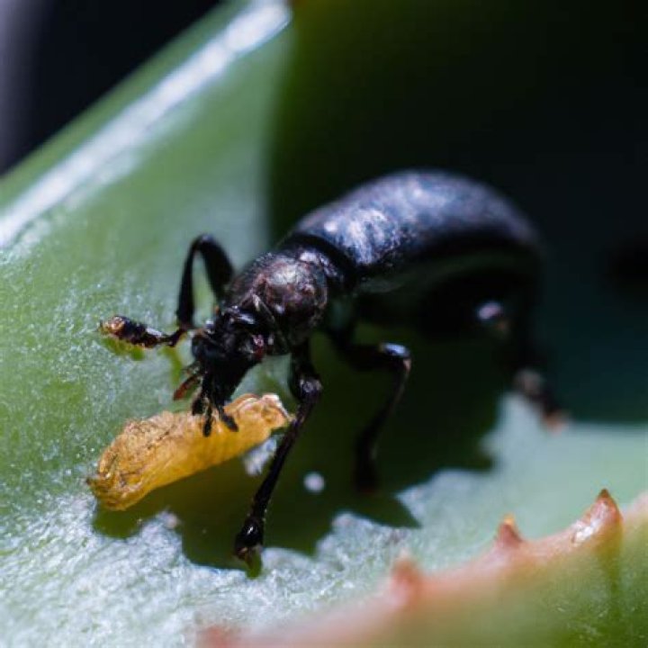 Do darkling beetles eat the pupa
