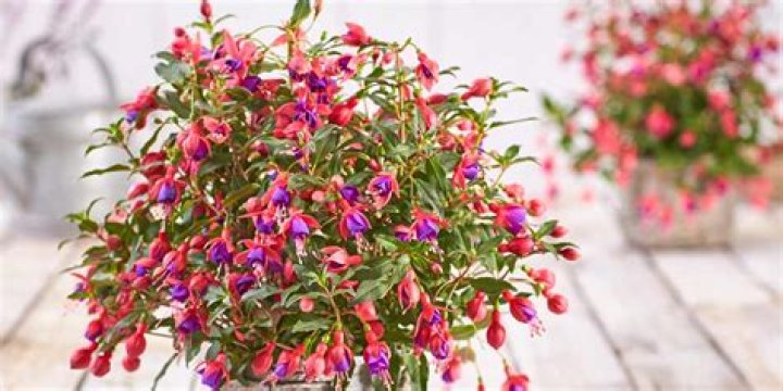Do fuchsias come back