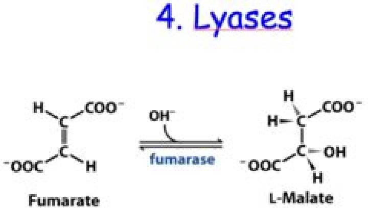 Do Lyases use water