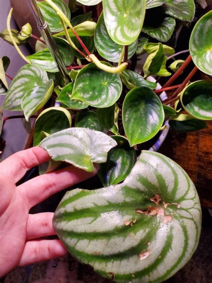 Do Peperomia like to be misted