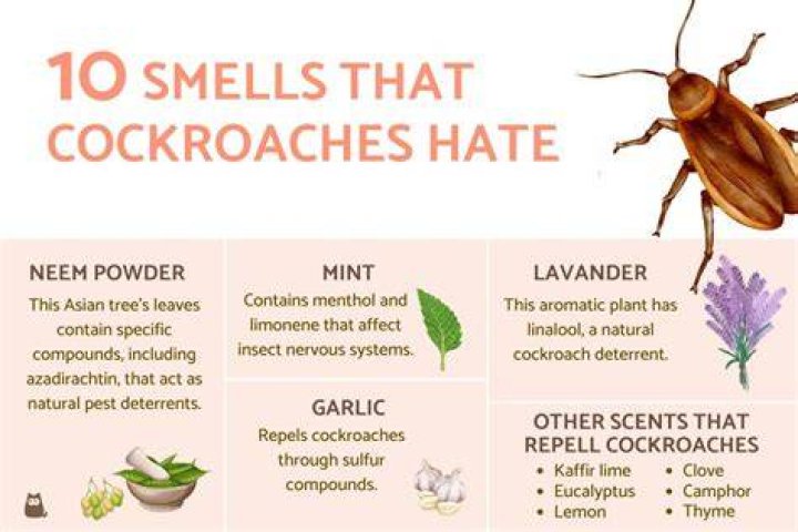 Do roaches hate lemon scent