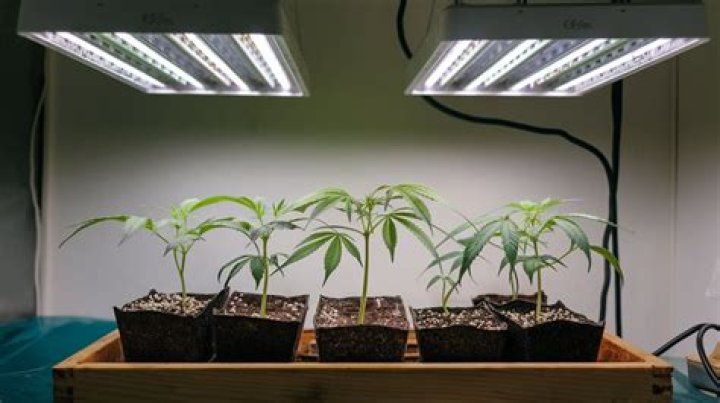 Do seedlings need light