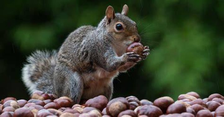 Do squirrels eat furniture