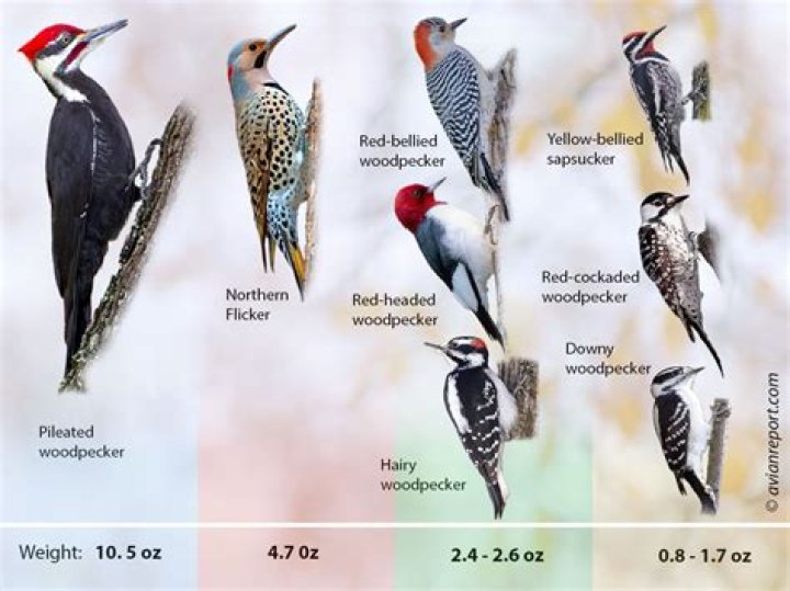 Do woodpeckers live in Florida