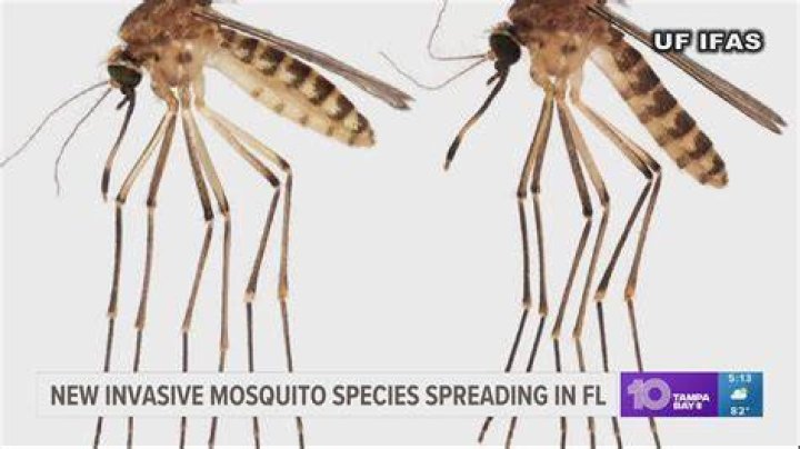 Does Florida have a lot of mosquitoes