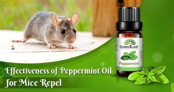Does peppermint actually repel mice