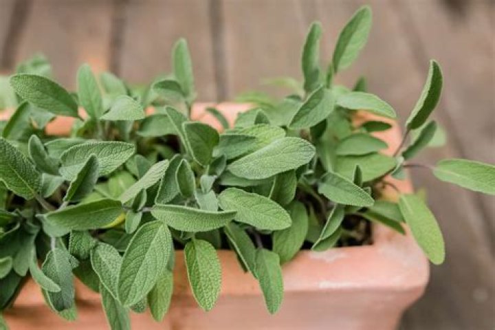 Does sage need full sun