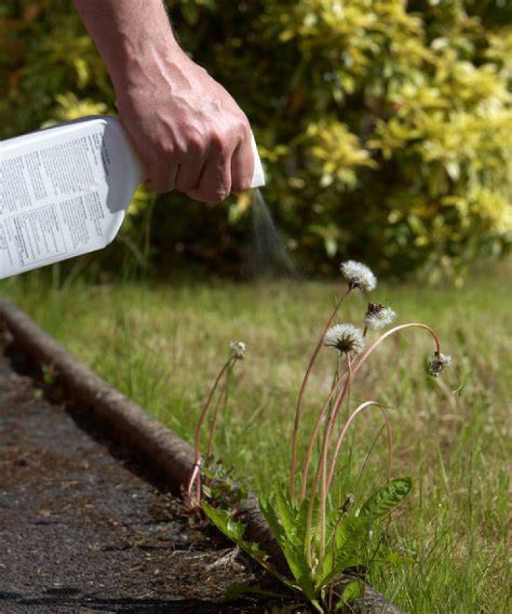 Does white vinegar kill dandelions