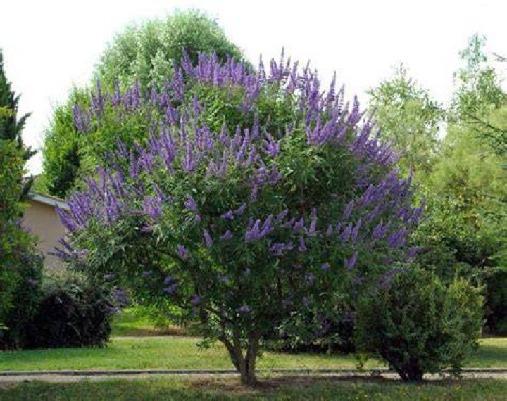How big do chaste trees get
