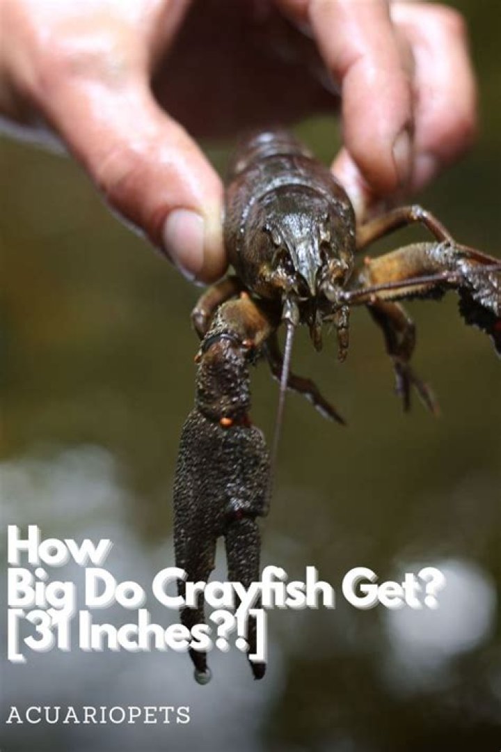How big do crayfish get in Ohio