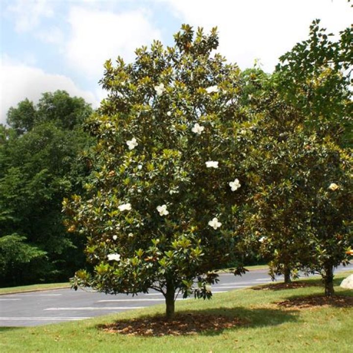 How big does a little gem magnolia tree get