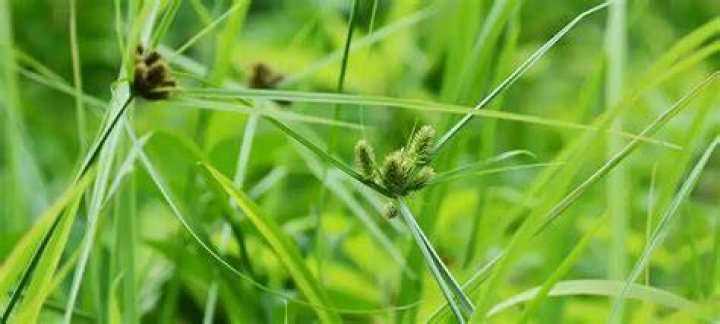 How do I get rid of broom sedge