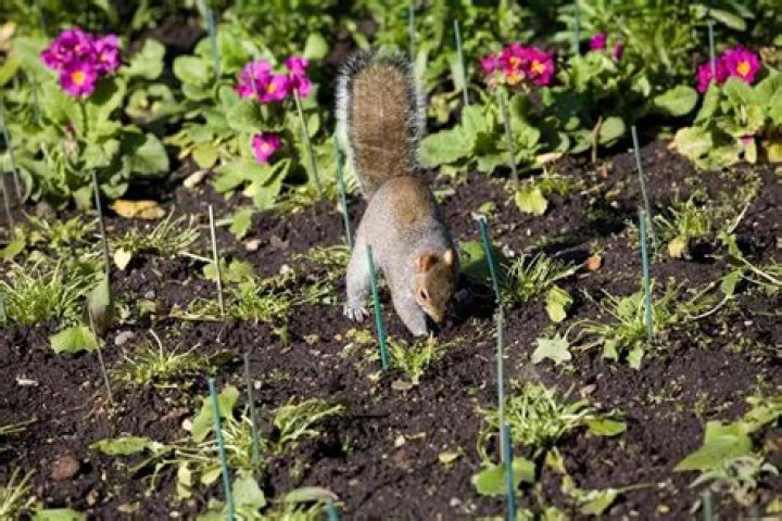 How do I keep animals from digging in my garden