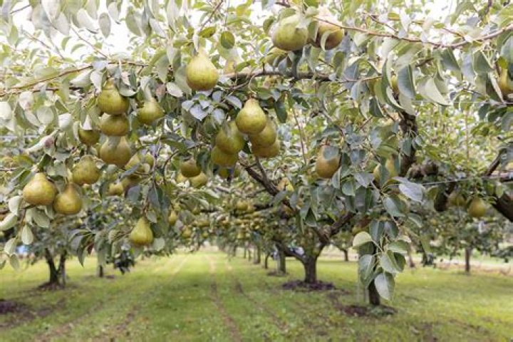 How do I pollinate my pear tree