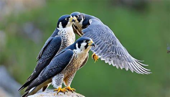 How do peregrine falcons find a mate