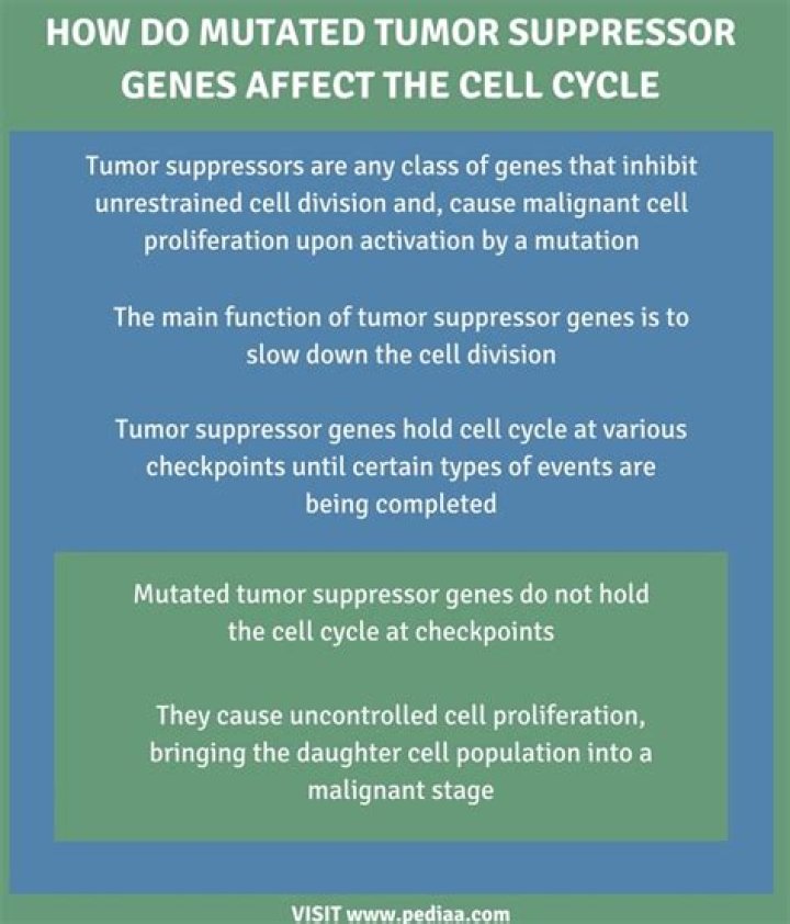 How do tumor suppressor genes affect the cell cycle
