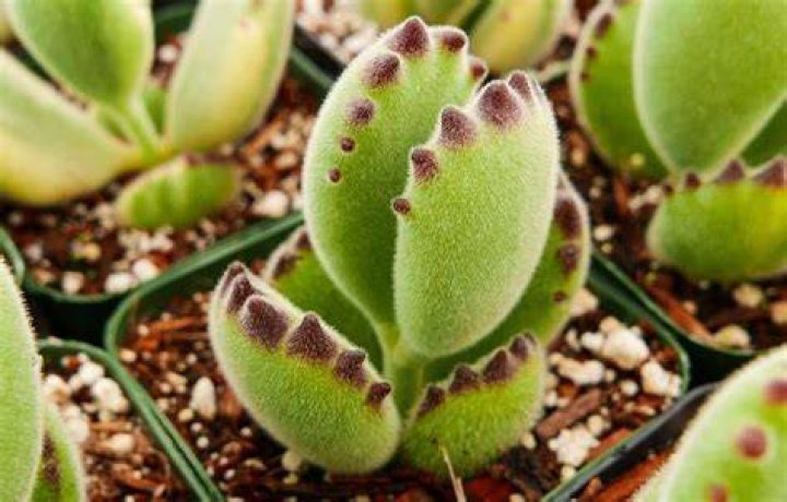 How do you care for a cotyledon tomentosa