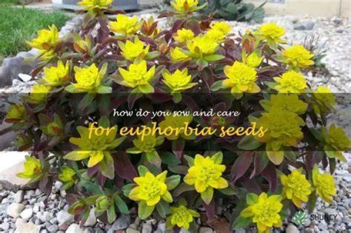 How do you germinate Euphorbia seeds