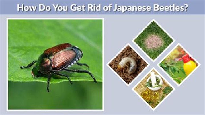 How do you get rid of ash beetles