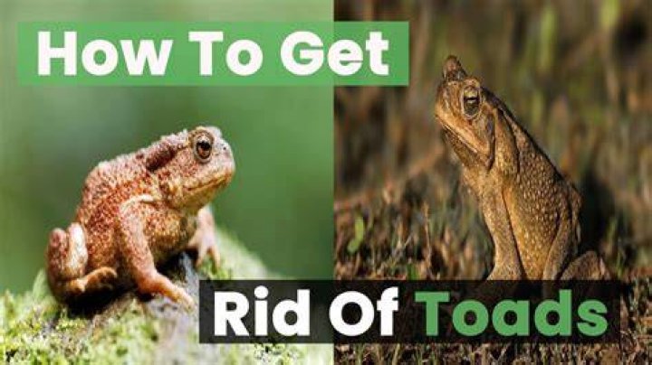 How do you get rid of Bufo toads