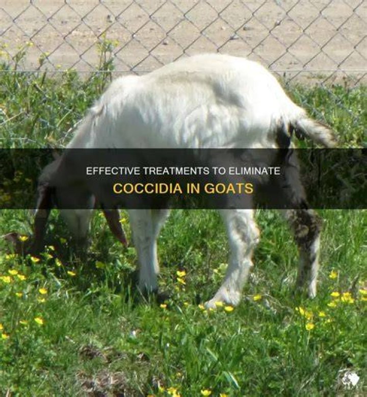 How do you get rid of coccidia