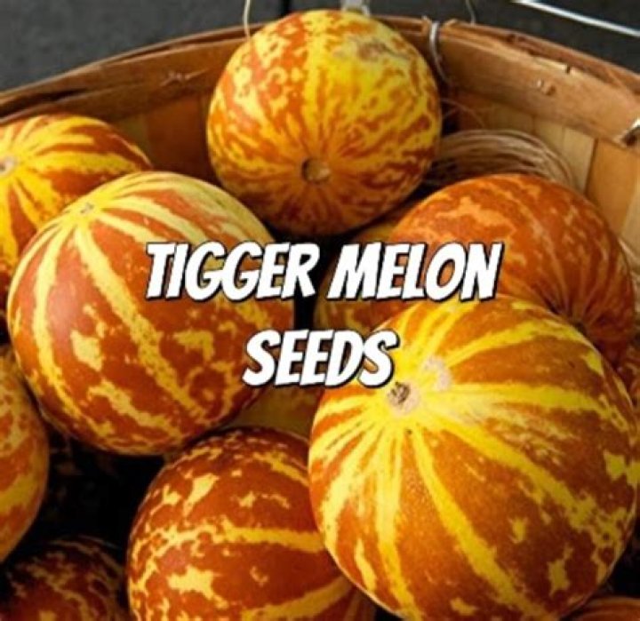 How do you grow a Tigger melon