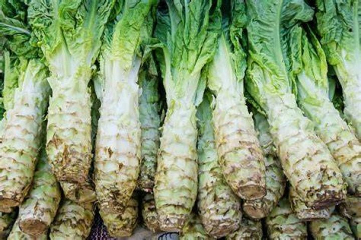 How do you grow Celtuce