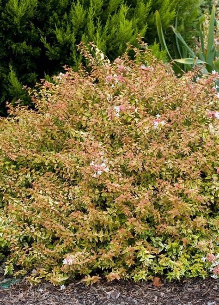 How do you grow Kaleidoscope Abelia
