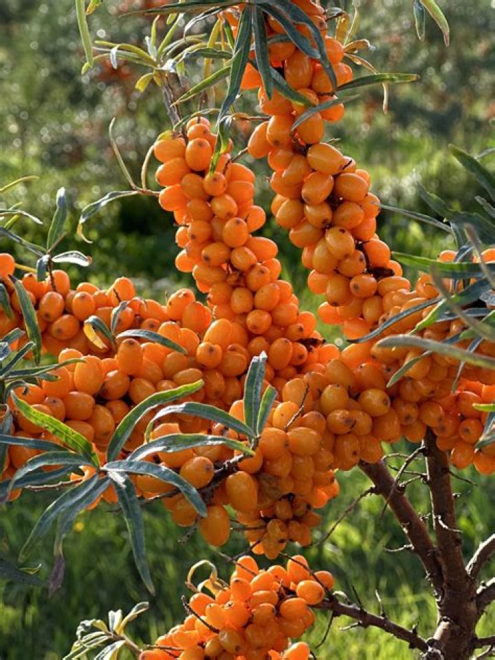 How do you grow sea buckthorn berry