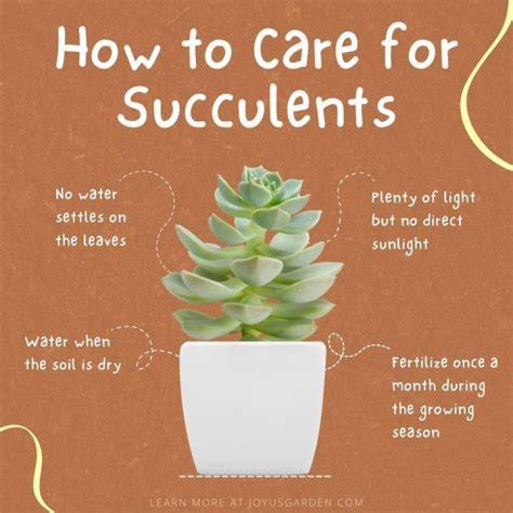 How do you know if a succulent is real