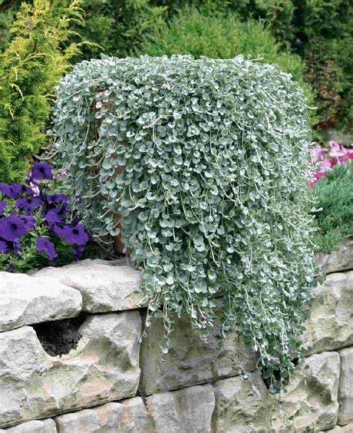 How do you look after Dichondra in Silver Falls