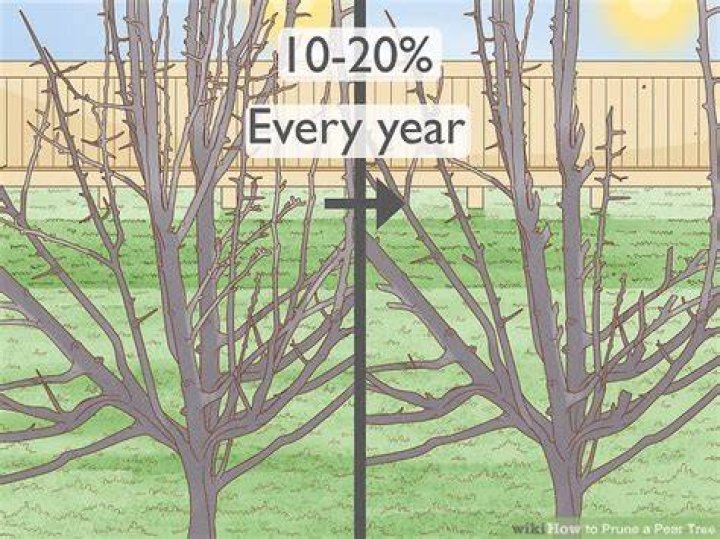 How do you prune pear trees in the summer